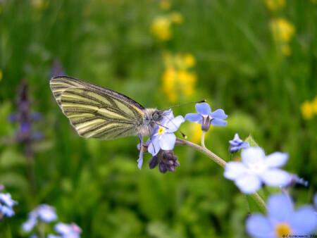 Бабочка на цветке