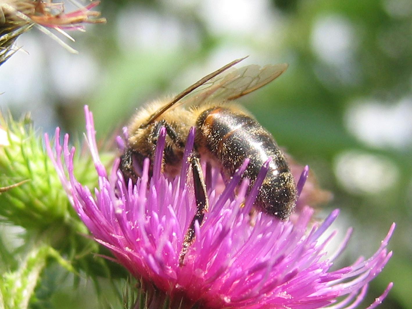 Wasp