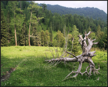 Коряга, поляна и вечернее солнце