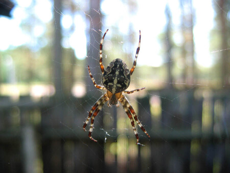 мой оконный страж