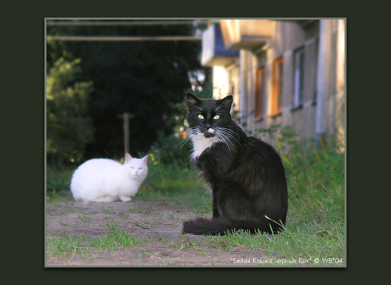 Белая Кошка черный Кот