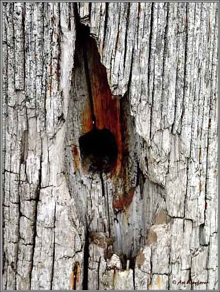 Wood 3
