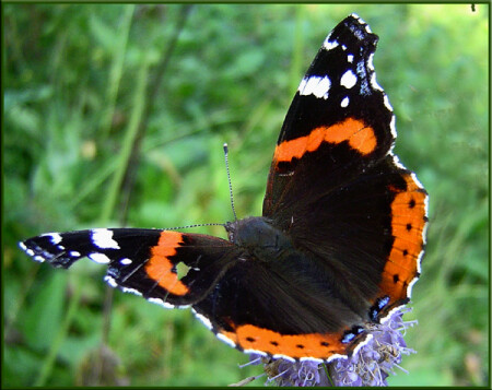 АДМИРАЛ (Vanessa atalanta)