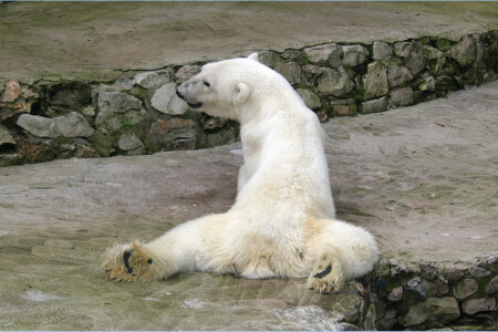 Белый медведь.