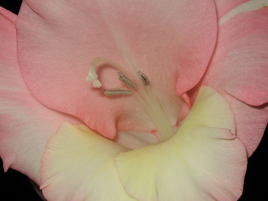 Flora