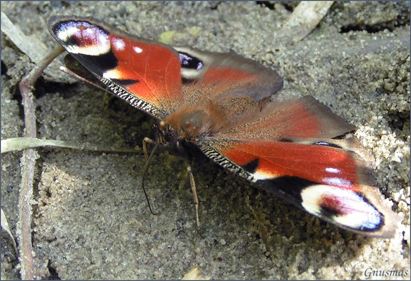 Inachis io