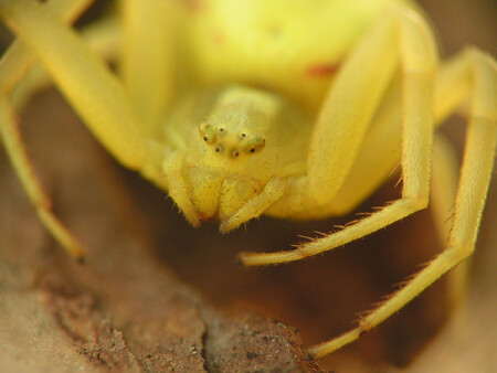 Желтый взгляд