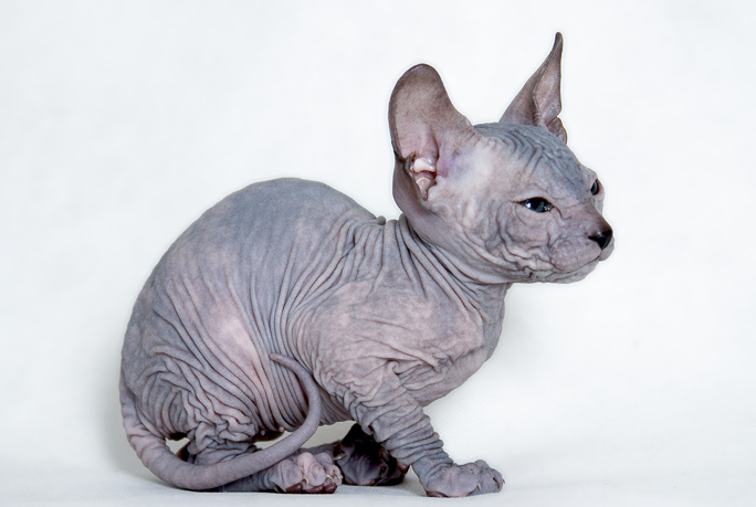 Cтранная кошка