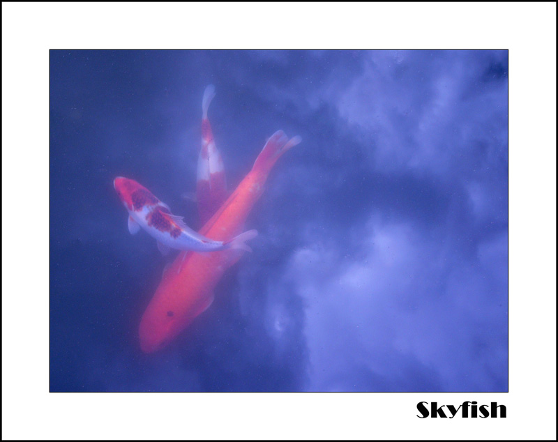 Skyfish