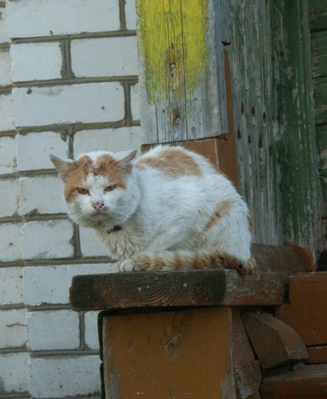 Шпана.