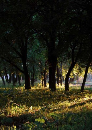Впечатление... закат солнца в парке на берегу Камы (Пермь)
