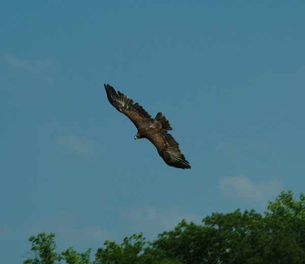 Hawk (Ястреб)
