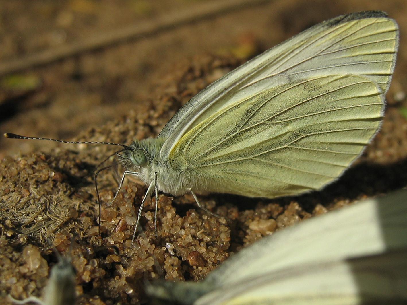 Buterfly