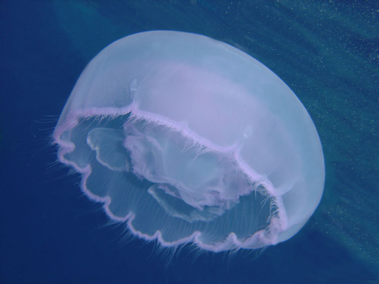 НЛО