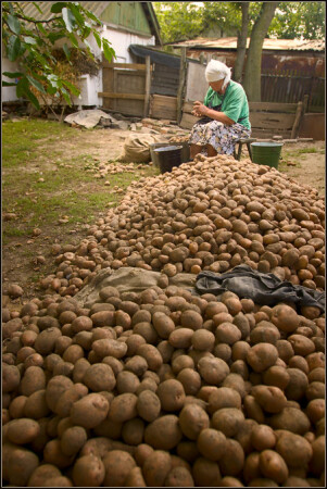 Куча картошки. Много картошки. Гора картошки. Большая куча картошки. Очень много картофеля.