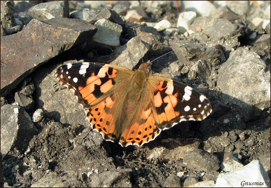 Красавица Vanessa cardui