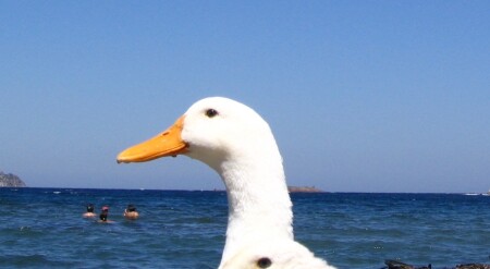 Взгляд на море гусиными глазами