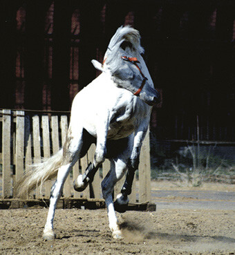 без названия