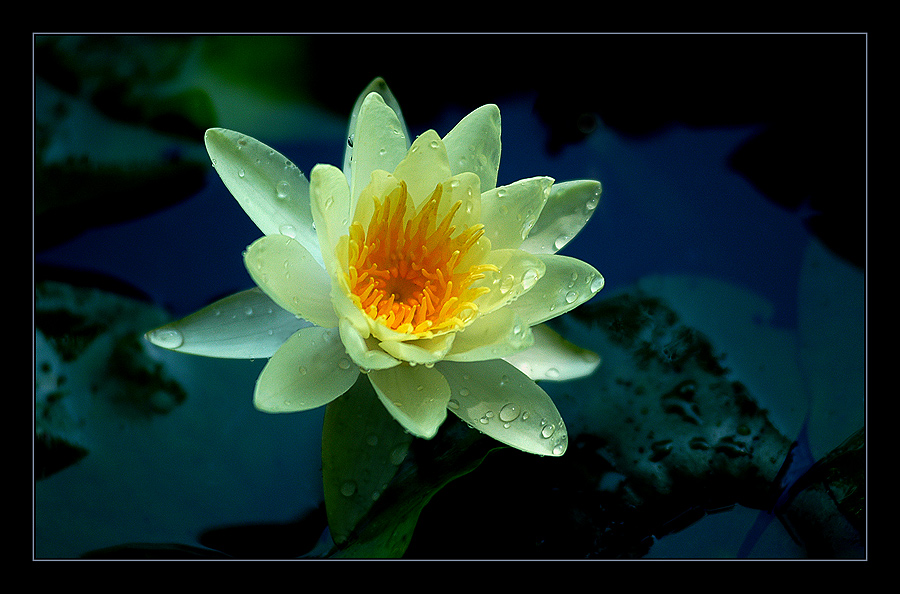 Simply Flower 