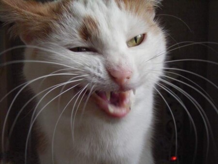 домашний тигр