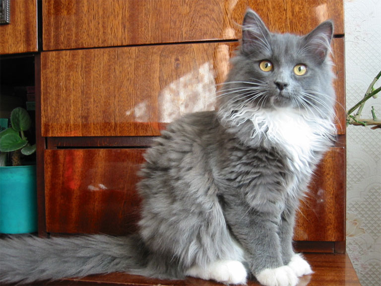 Кошка Маргошка