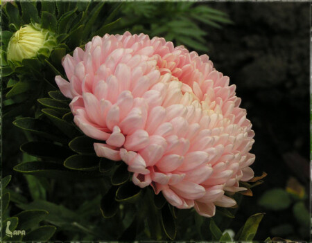 Цветок наступившей осени