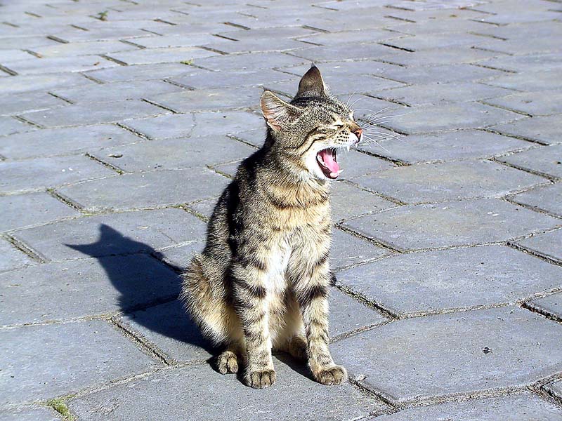 Котейка