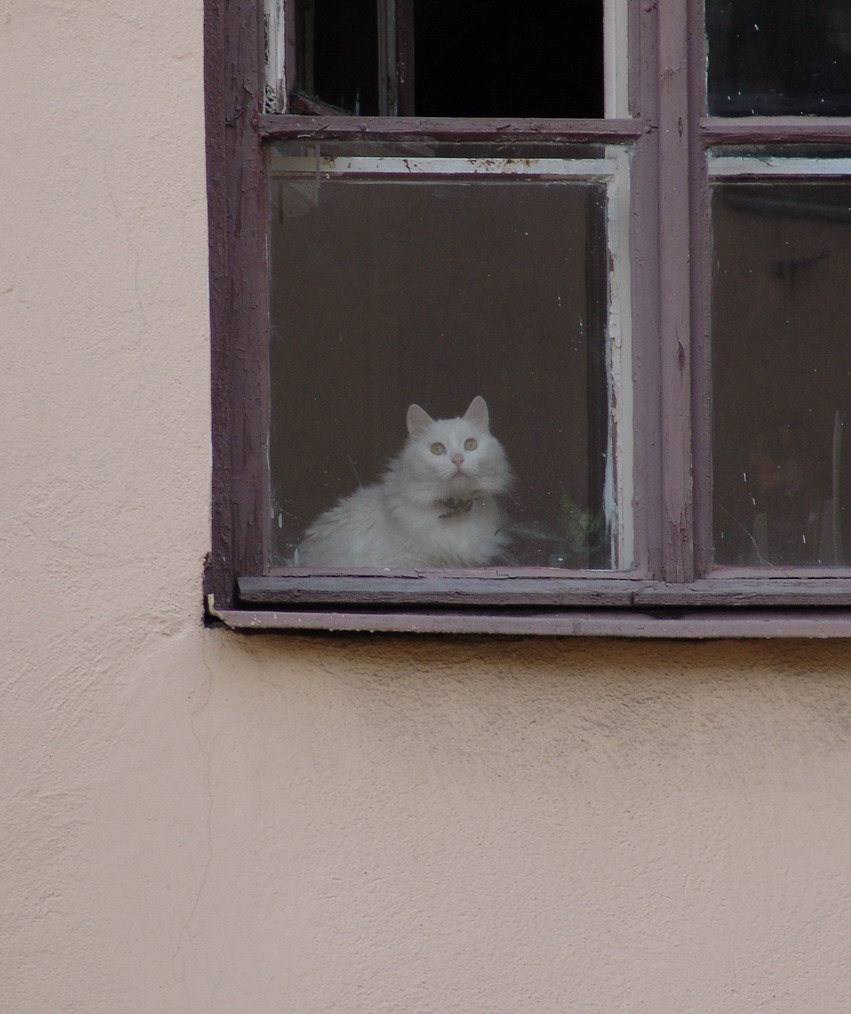 каждая кошка ждет принца