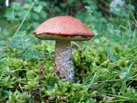 грибная пора