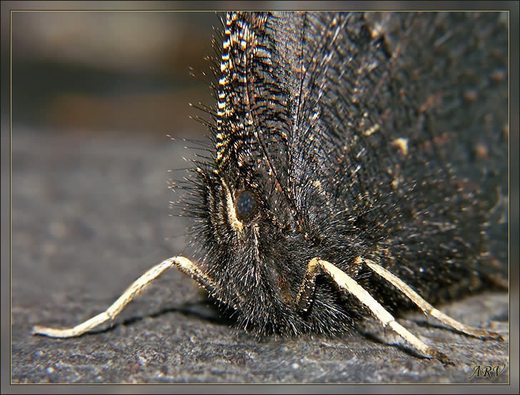 Траурница (Nymphalis antiopa L.)