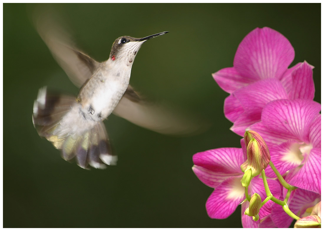 Humming-bird season
