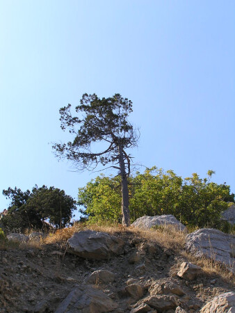 Pine