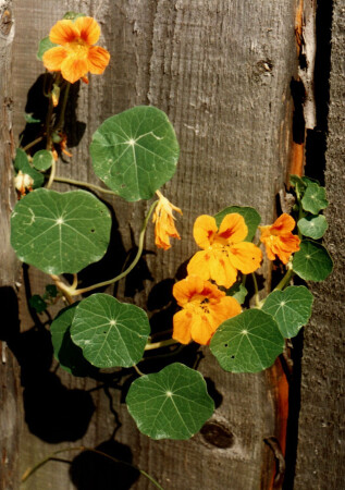 Настырная настурция!