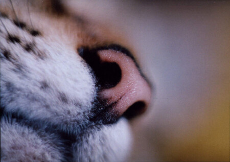 Подушечки под усы