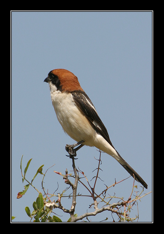 Woodchat Shrike - Lanius senator