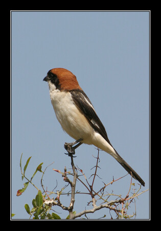 Woodchat Shrike - Lanius senator