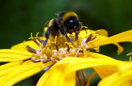 За обедом - не мешать!