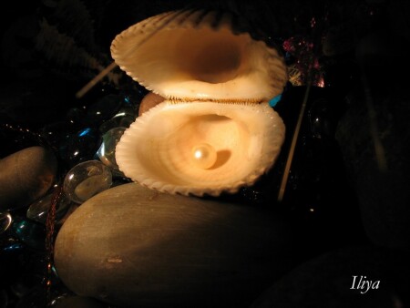 Сокровища моря