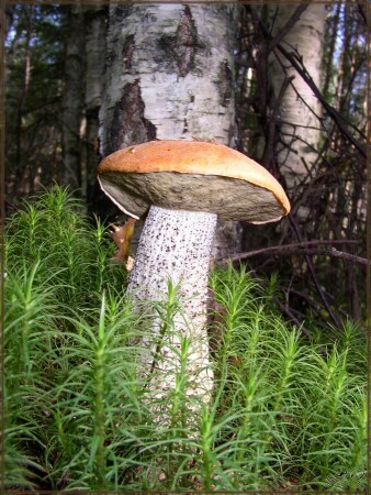 Гордый Красноголовик