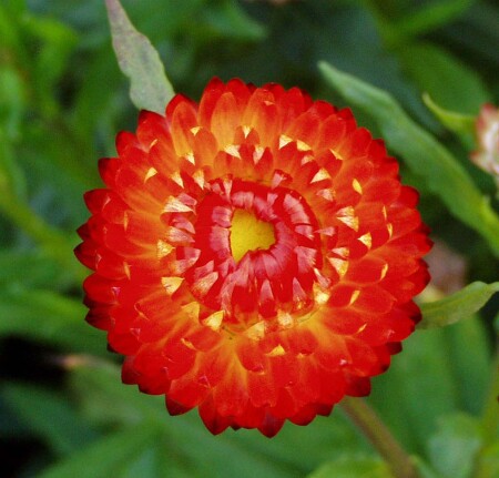 огненный цветок