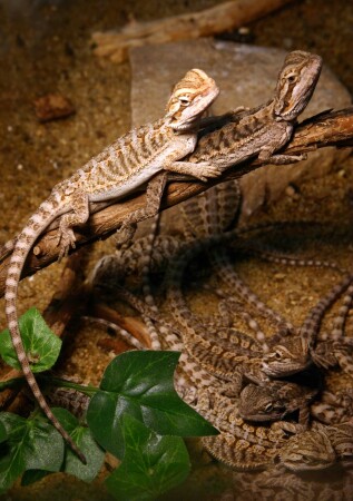 Дорогая, а ведь у нас неплохо получается!