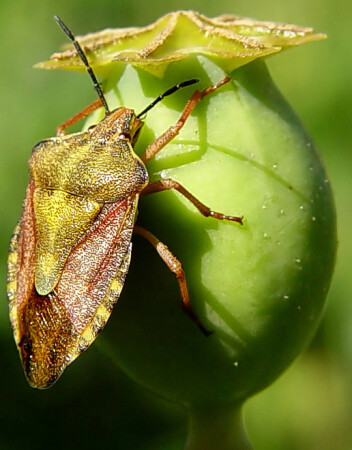 МАКро