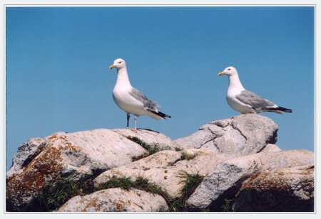 ещё &quot;птисы&quot;