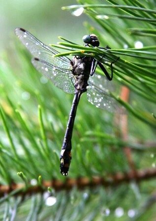 Попрыгунья cтрекоза...