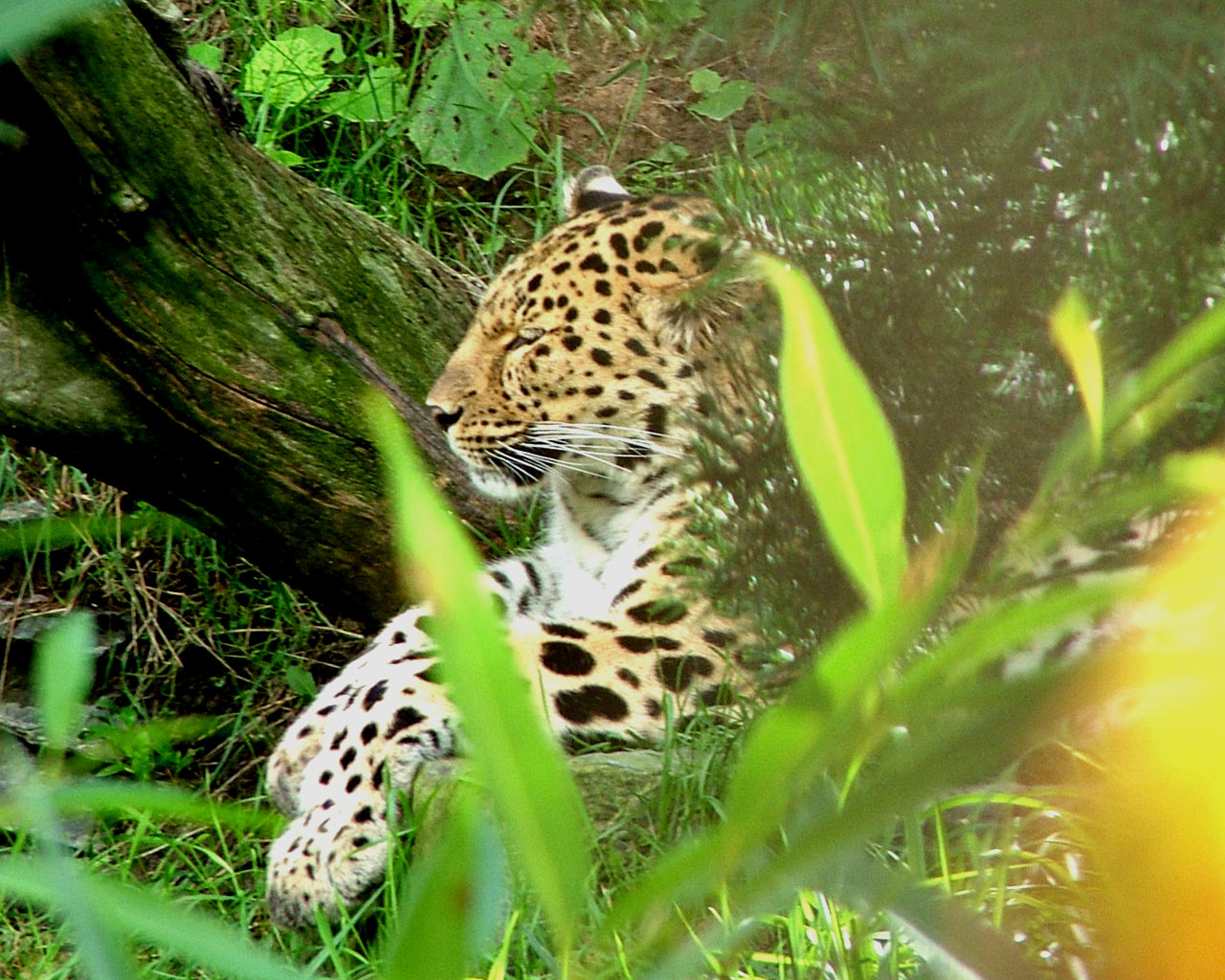 Pussy Cat