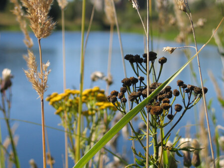 Осенний букет 2