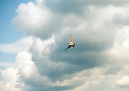 Небо Чайка....