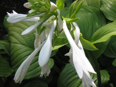 Пробуждение