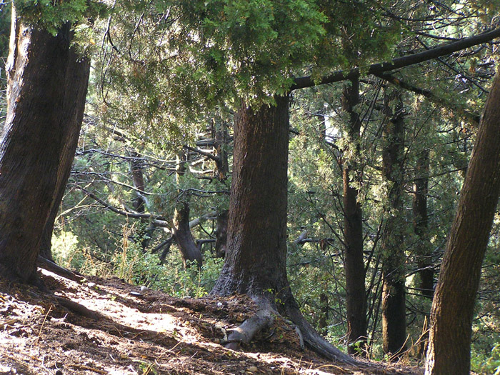 Coniferous wood