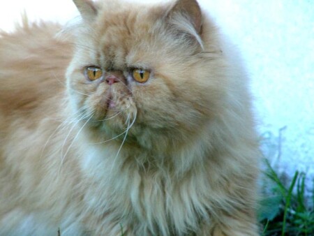 Кот и ветер.